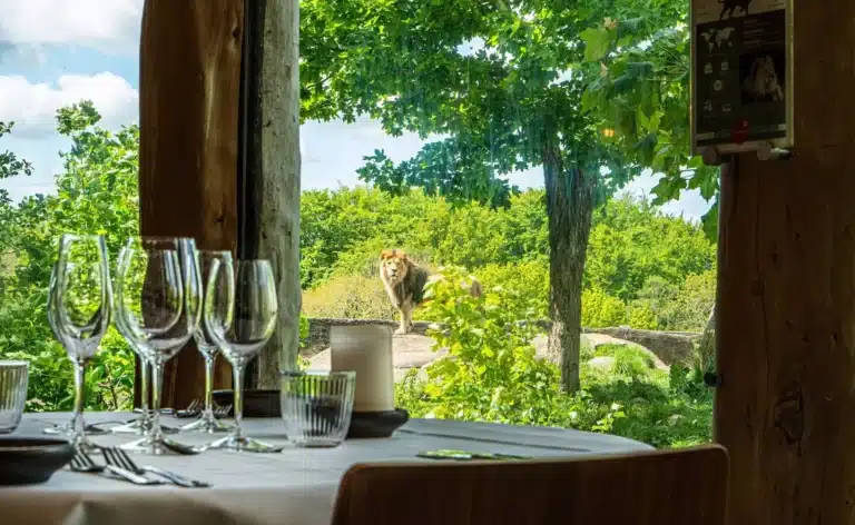katanga-hill-dining-aslan-6752ee6252506